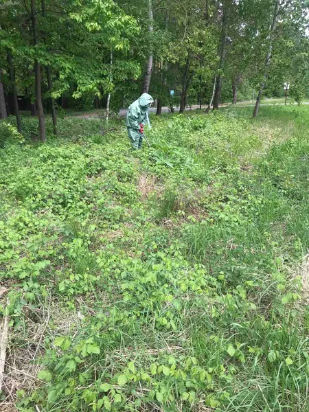 На Волині вздовж доріг розрісся небезпечний борщівник – його знищують (фото)