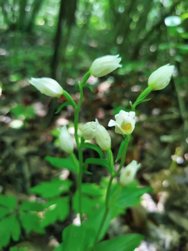 Булатка великоквіткова
(Cephalanthera damasonium)
