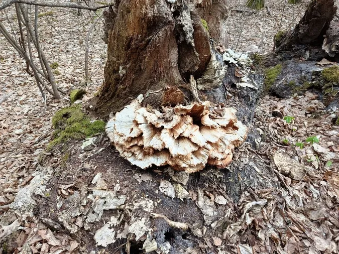 У нацпарку на Волині знайшли нове місцезростання рідкісної вічнозеленої рослини (фото)