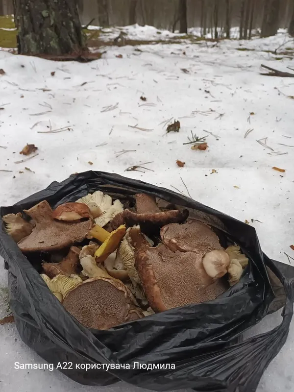 Сезон триває: волиняни в грудні збирають повні кошики грибів (фото)