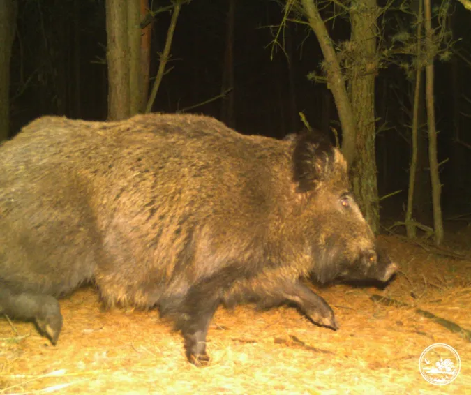 🐷 Допитливі п'ятачки: на Поліссі на прогулянку вийшли милі кабанчики (фото)