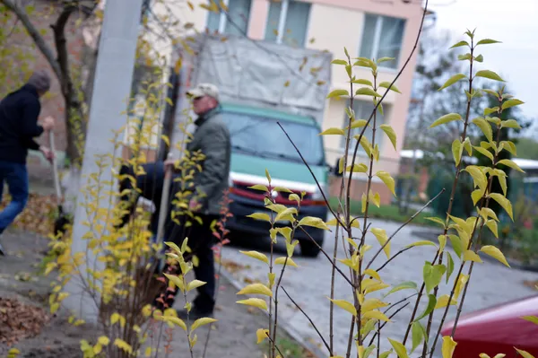«Будуємо спільне майбутнє»: у луцьких дворах посадили дерева