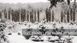 Як під Луцьком ростуть новорічні ялинки (фото, відео)