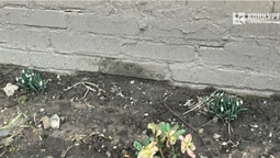 У Луцьку серед аномально теплої зими розквітли підсніжники (фото)