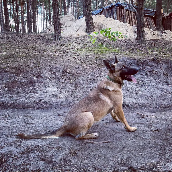 Знаходить вибухівку там, де безсилі прилади: історія волинського кінолога та його малінуа Атаки (фото)