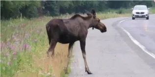На ковельській трасі збили двох лосів: одна тварина загинула (фото)
