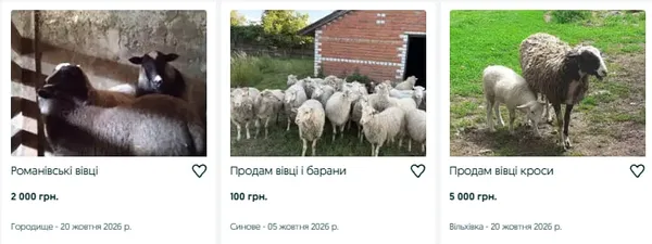 Від 170 гривень за кілограм до 16 тисяч за баранчика: скільки коштують вівці на Волині (фото)