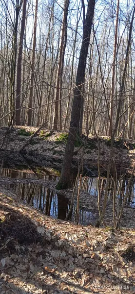 В нацпарку на Волині фіксують аномалії (фото)
