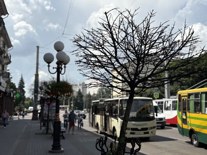 Через спеку в Луцьку всихають клени на проспекті Волі (фото)