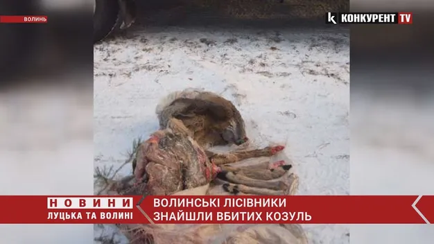 У лісі на Волині знайшли рештки впольованих козуль і живу тварину в петлі (фото 18+, відео)
