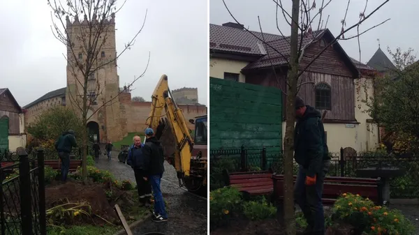 На місці Лесиного ясена посадили нове дерево (фото)
