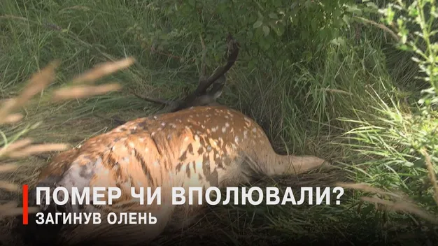 У лісі біля Луцька знайшли мертвого червонокнижного оленя (відео)