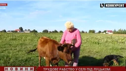 Трудове рабство у селі під Луцьком: суд нарешті допитав першого потерпілого (відео)