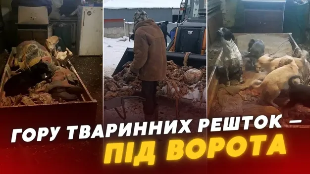 Під Луцьком голодних собак хотіли «нагодувати» рештками порубаних тварин (відео)