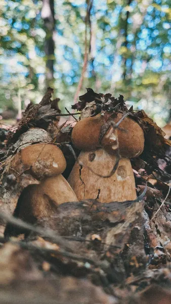 У яких лісах Волині вже завершується грибний сезон (фото)