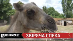Як у Луцькому  зоопарку рятують тварин від спеки (відео)