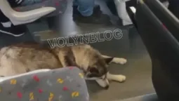 У Луцьку сумний собака «катається» автобусом (відео)