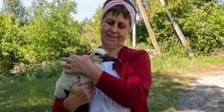 Врятували Леліка: як волинянка виходжувала лелеченя, яке випало з гнізда (відео)