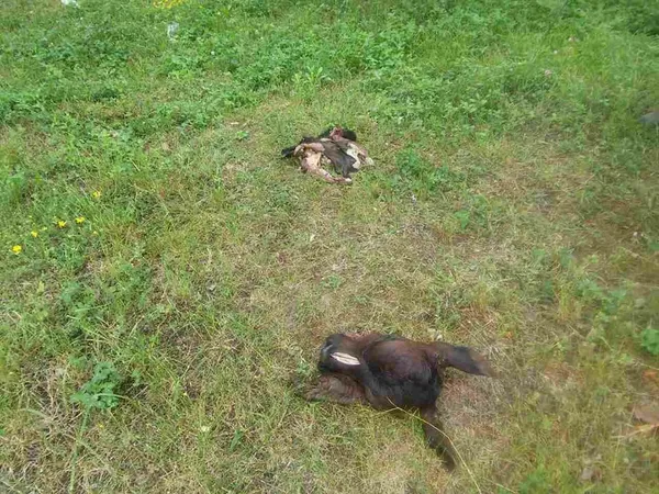 У Луцьку просто на вулицю викинули голови тварин (фото, відео 18+)