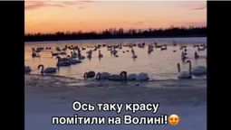 Неймовірний морозний світанок на волинському озері: показали лебедів в оточенні криги (відео)