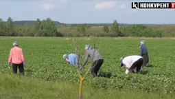 Скільки цьогоріч можна заробити на полуниці в Хорохорині на Волині