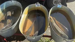 Які ціни на живу рибу у Луцьку (фото)