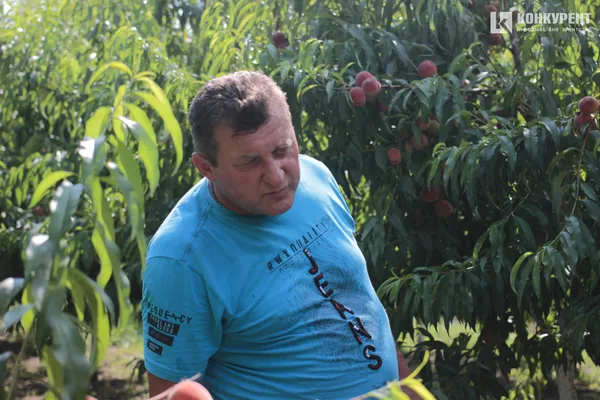 Сімейна справа колишніх заробітчан: як у селі на Волині росте персиковий сад (фото)
