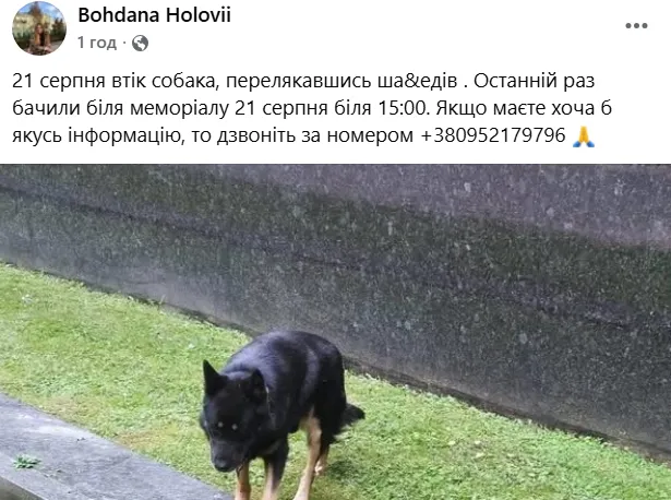 У Луцьку після ворожої атаки масово зникли собаки: що відбувається (фото)