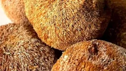 На Волині за чотири тисячі продають «пухнасті» гриби (фото)