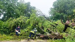 Наслідки негоди: буревій повали дерева на волинські дороги (фото)