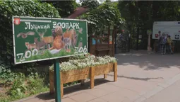 У Луцькому зоопарку поселили голубів, яких евакуювали з-під Бахмута  (відео)