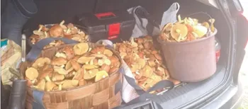 Ростуть один на одному: у лісі на Ковельщині зібрали повний багажник маслюків (фото, відео)