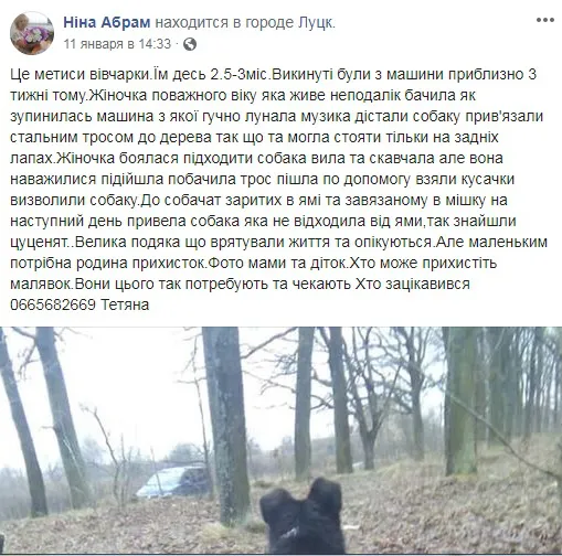 У Луцьку на дереві підвісили собаку та живцем закопали цуценят