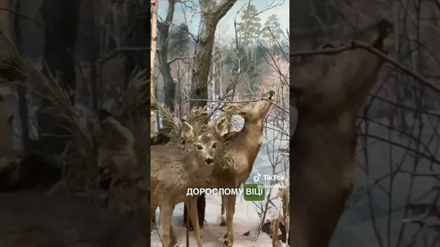 Зимовий день у Луцьку: де погуляти у засніженому місті (відео)