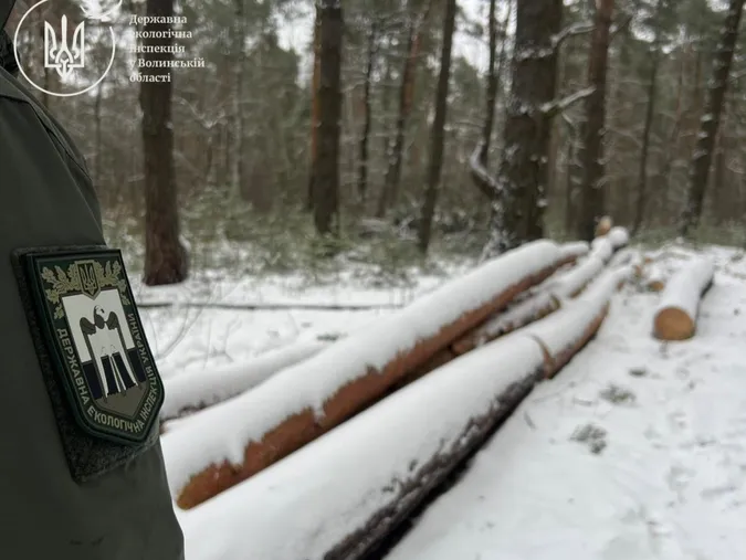На Волині у заповіднику незаконно вирубали дерева на 20 мільйонів гривень (фото)