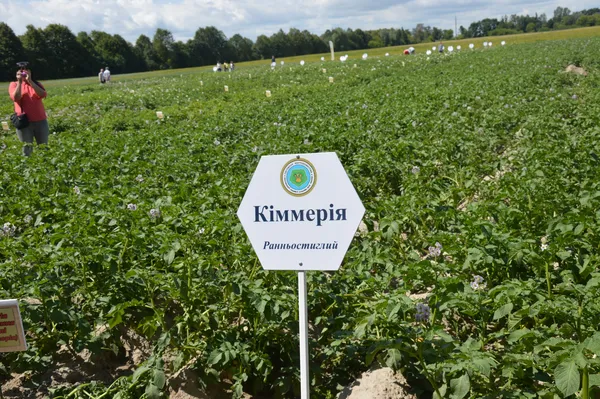 Родючий сорт картоплі «Кіммерія»