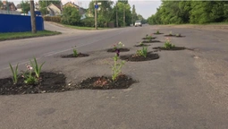 У Луцьку на двох вулицях у вибоїнах посадили квіти  (фото, оновлено)