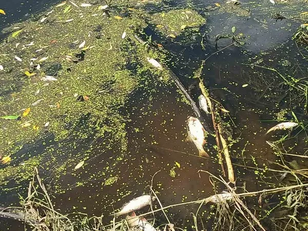 Щука, окунь, сом, раки: в річці на Волині – масова загибель риби (фото)