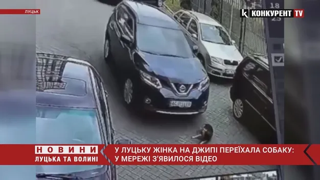 У Луцьку жінка на «ніссані» переїхала собаку (відео)