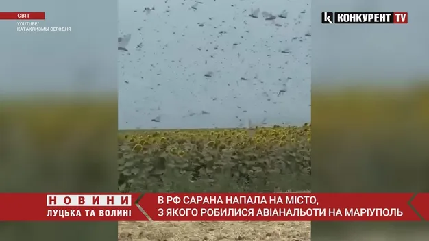 На місто, з якого бомбили Маріуполь, напала гігантська хмара сарани (фото, відео)
