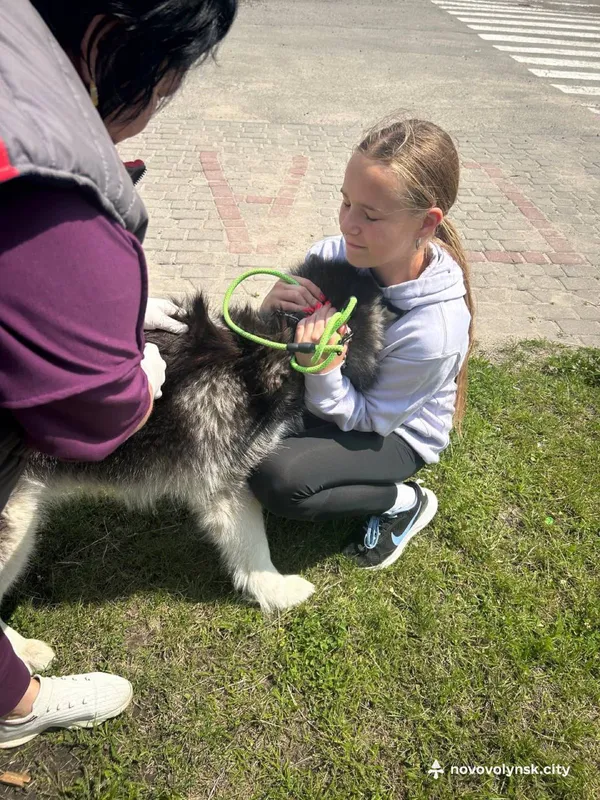 У Нововолинську безплатно вакцинували понад пів сотні домашніх улюбленців (фото)