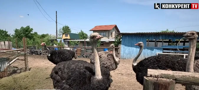 Де на Волині можна покататися на страусах (відео)