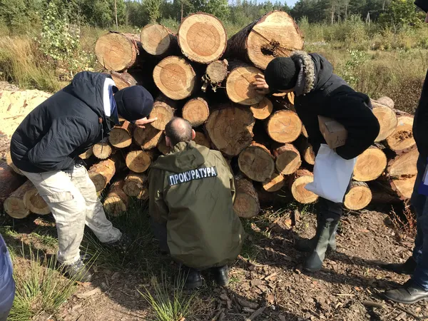 Сім обшуків – понад 700 кубів лісу: на Волині знайшли сумнівну деревину (фото, відео)