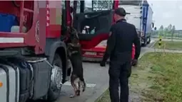 В «Устилузі» службовий пес знайшов «травку» в кабіні фури (фото)