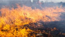 На Волині оголосили надзвичайно високий рівень пожежної небезпеки (відео)