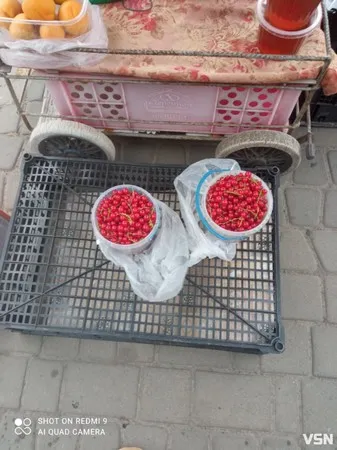 На Волині масово скуповують ягоди: скільки коштує смородина, чорниця, шовковиця та порічки  (фото)