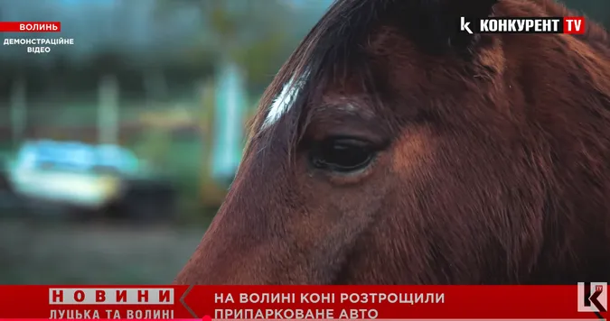 На Волині коні розтрощили припарковане авто (відео)