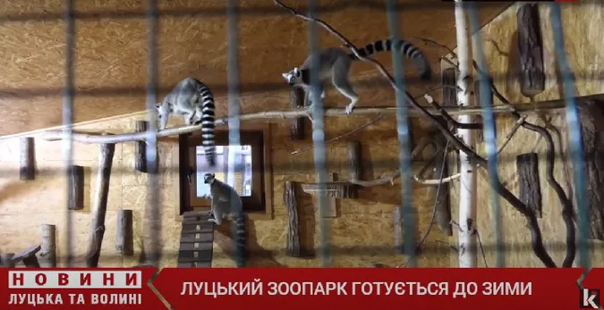 Луцький зоопарк готується до зими (відео)