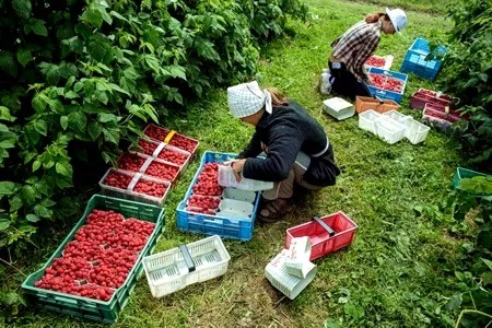 Українці у Польщі працюють понаднормово