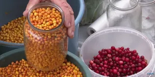 Журавлина – до капусти, обліпиха – до чаю: скільки коштують осінні ягоди на ринку в Луцьку (відео)